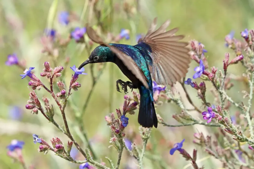 File:Palestine sunbird (Cinnyris osea osea) male in flight.jpg