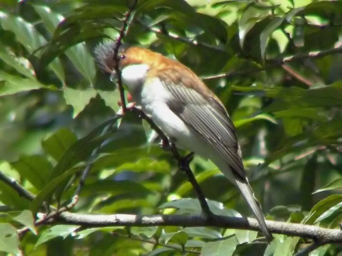 File:Hemixos castanonotus, Hong Kong 3199619413.jpg
