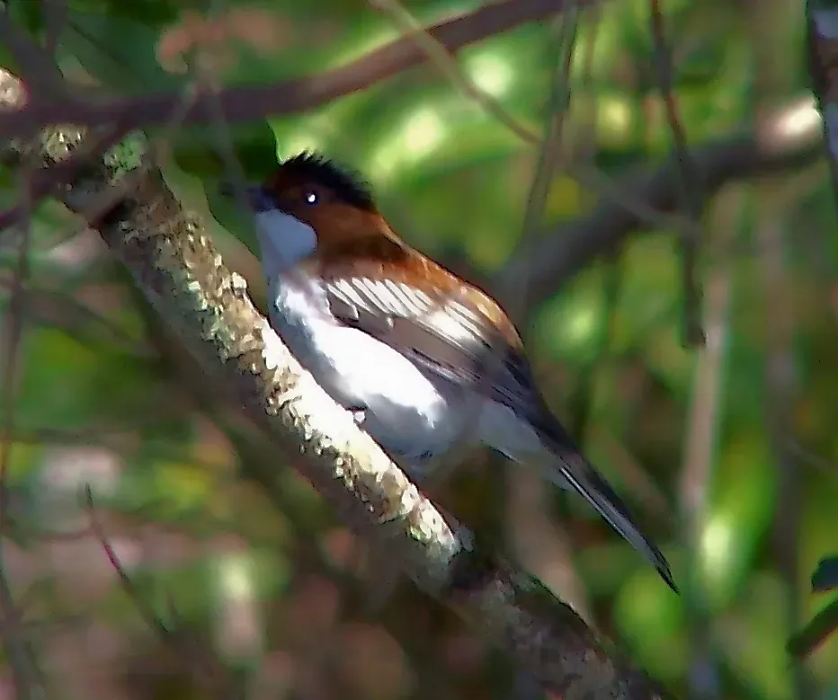 File:Hemixos castanonotus, Hong Kong 66442298.jpg