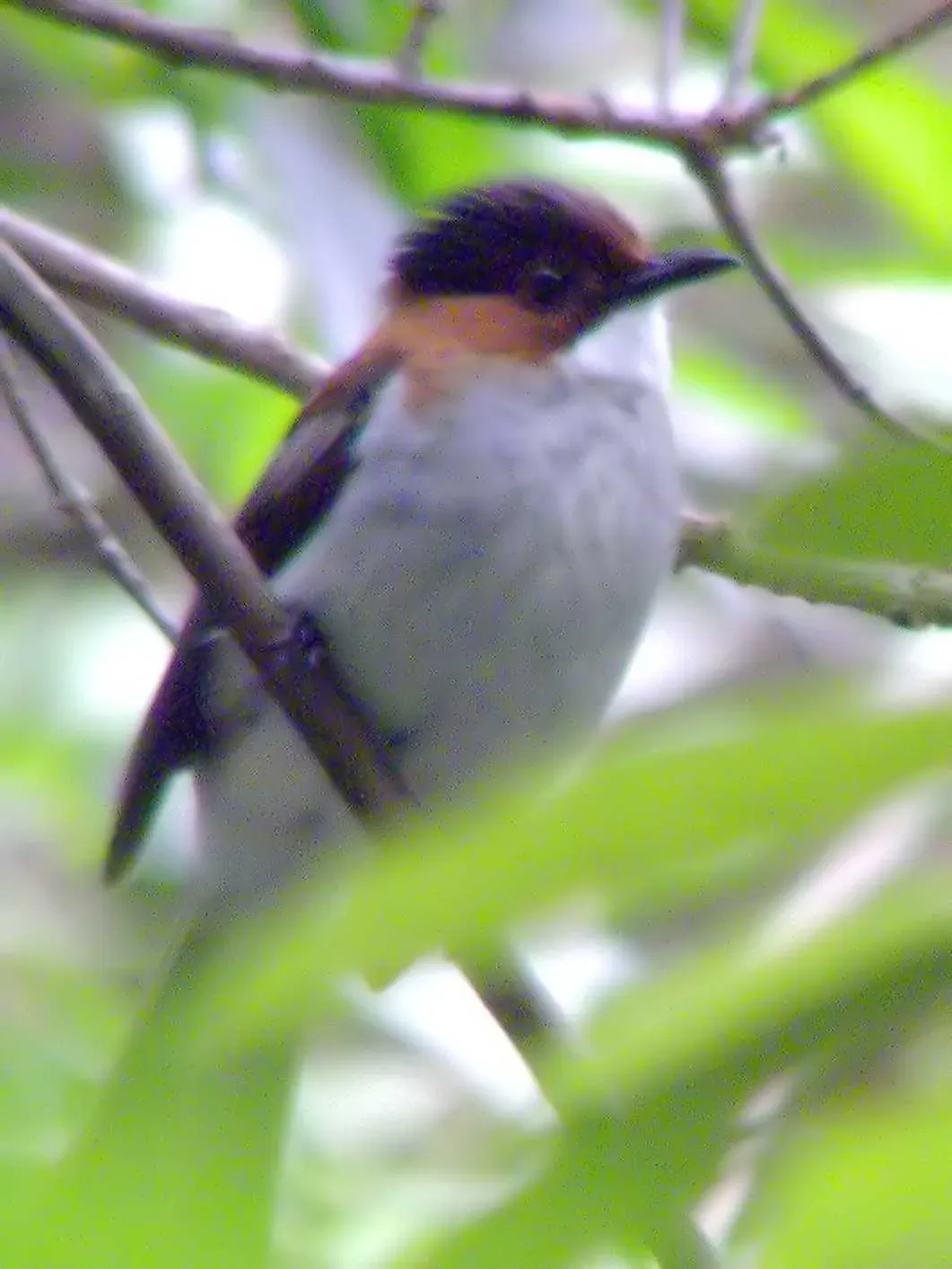 File:Hemixos castanonotus, Hong Kong 3237707440.jpg