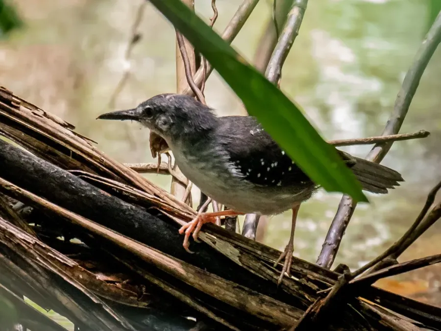 File:Sclateria naevia - Silvered antbird (male), Manacapuru, Amazonas, Brazil.jpg