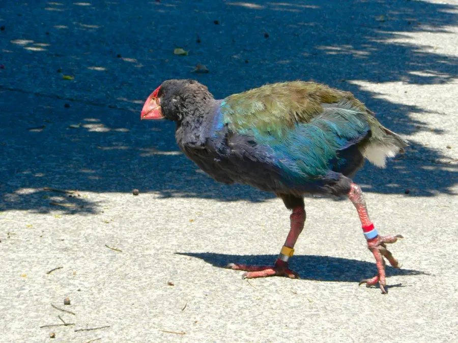 File:Porphyrio hochstetteri -Tiritiri Matangi Island-8.jpg