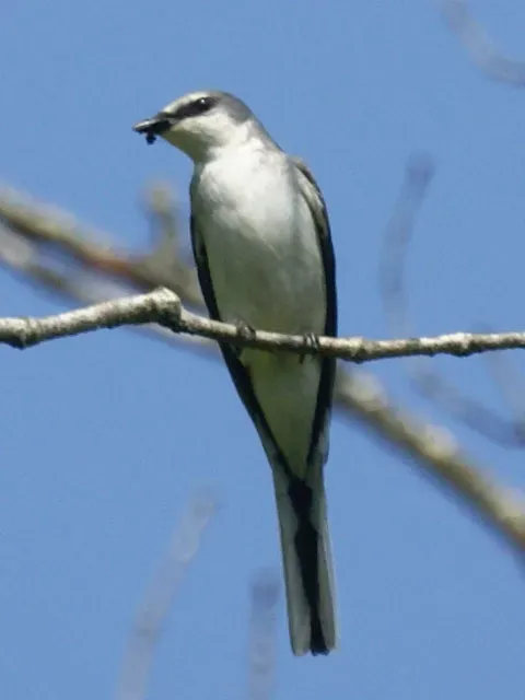 File:Pericrocotus divaricatus.jpg