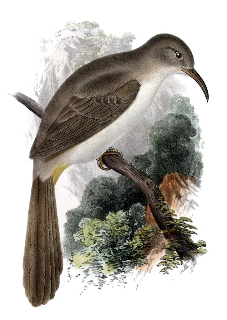 File:Toxostoma leconteiAQBIP12CA.jpg