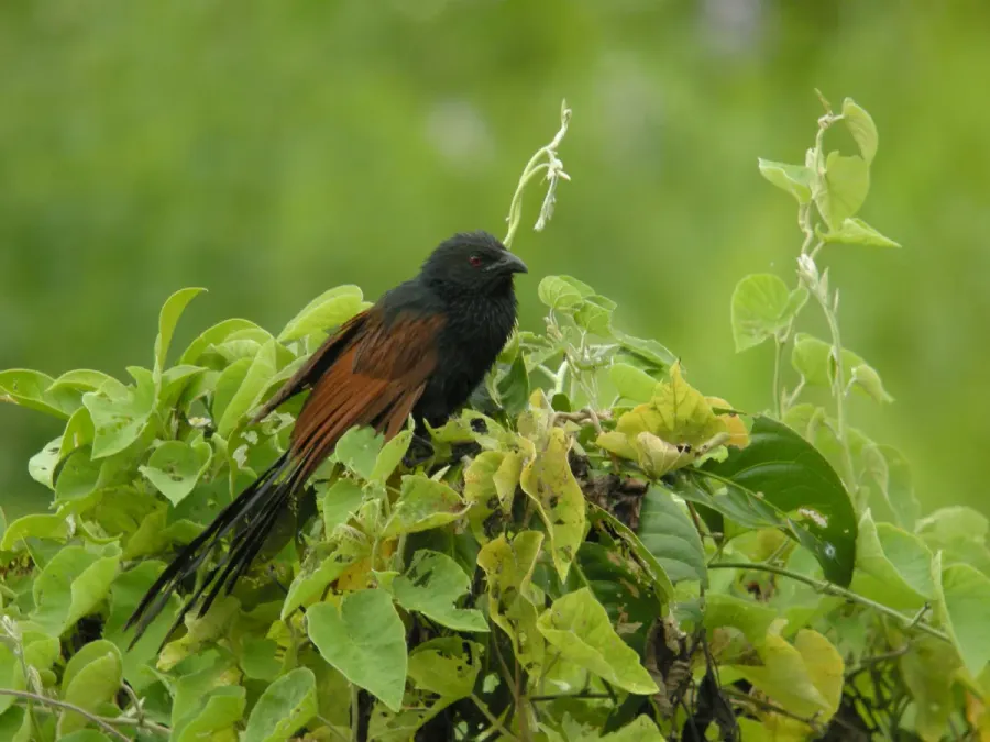 File:Malagasy Coucal (Centropus toulou), Ankarafantsika, Madagascar (4315997068).jpg
