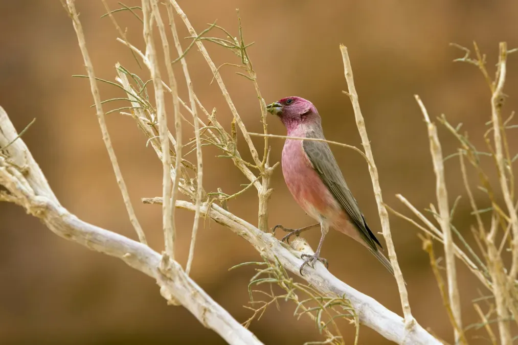 File:Carpodacus synoicus, Wadi Rum, Jordan 1.jpg
