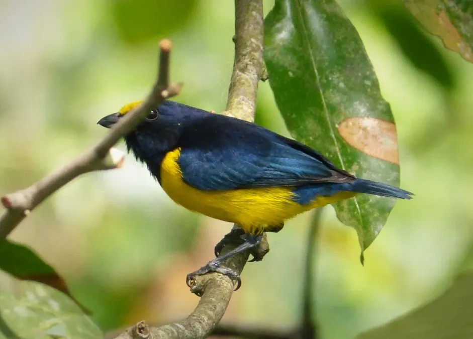 File:Spot-crowned Euphonia Euphonia imitans , male - Flickr - gailhampshire (1).jpg