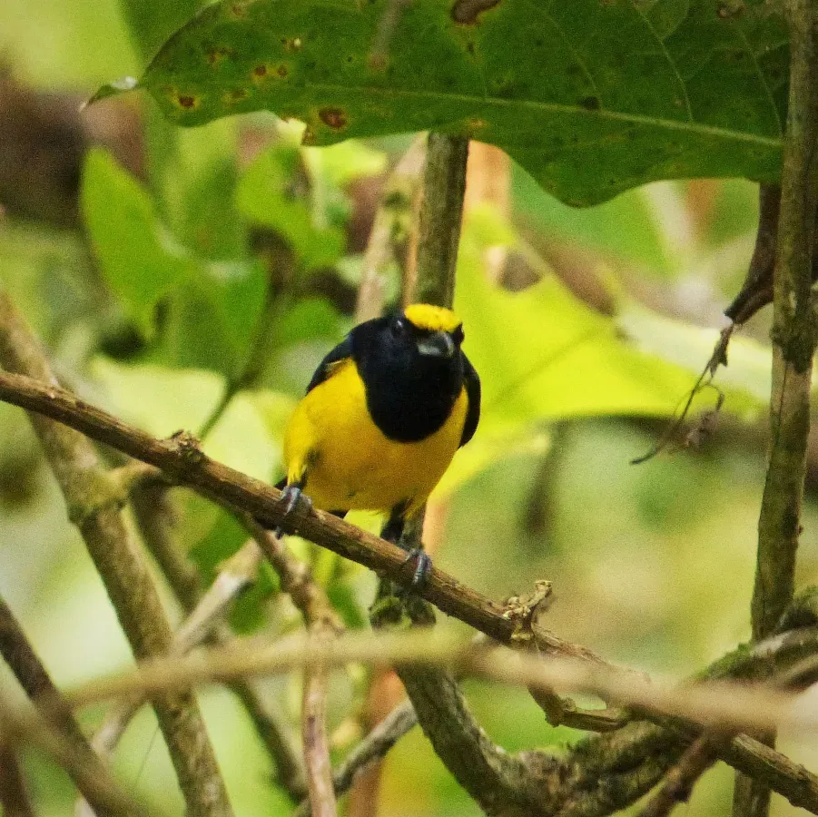 File:Spot-crowned Euphonia Euphonia imitans , male - Flickr - gailhampshire (2).jpg