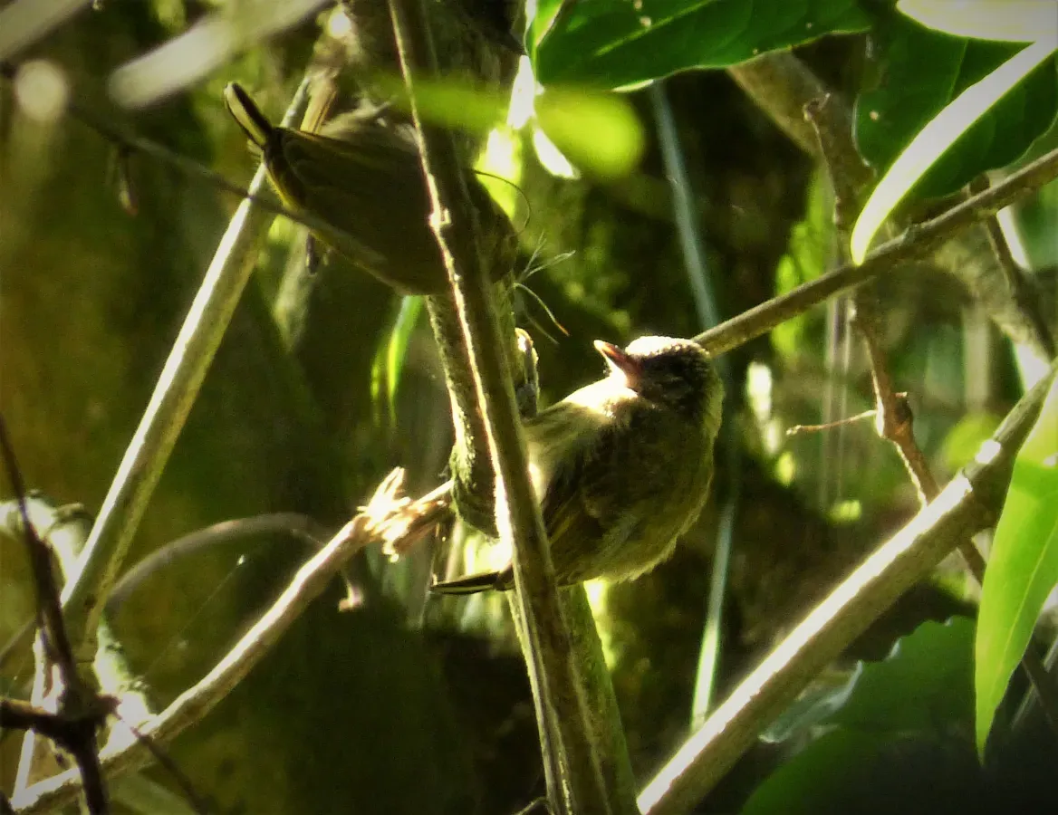 File:Olivaceous Piculet Picumnus olivaceus - Flickr - gailhampshire.jpg