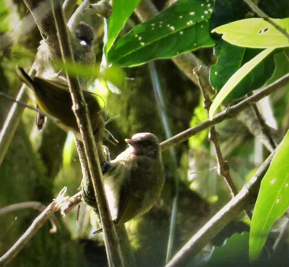 File:Olivaceous Piculet Picumnus olivaceus - Flickr - gailhampshire (1).jpg