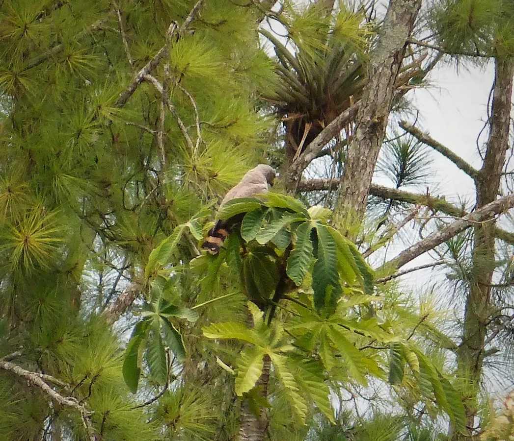 File:Gray Hawk Buteo plagiatus 0r nitidus(2) - Flickr - gailhampshire.jpg