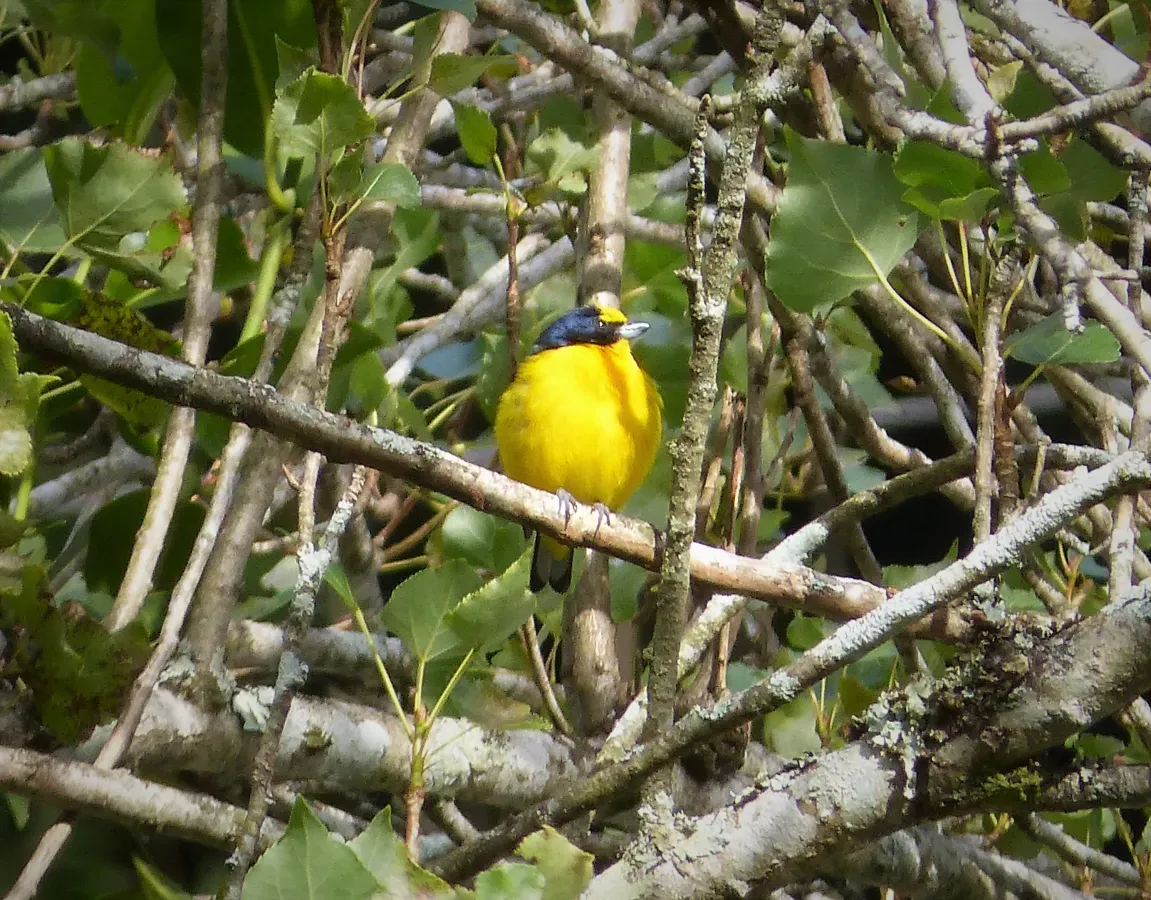 File:Spot-crowned Euphonia- Euphonia imitans male - Flickr - gailhampshire.jpg