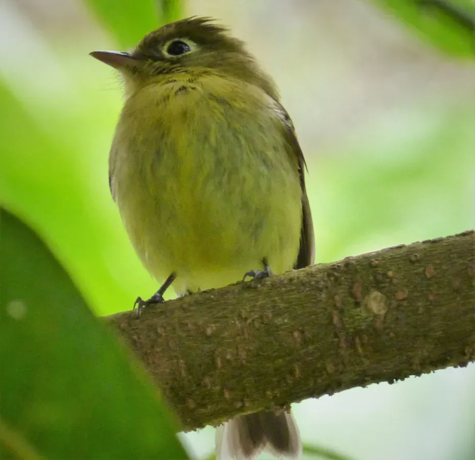 File:Mountain Elaenia Elaenia frantzii - Flickr - gailhampshire.jpg