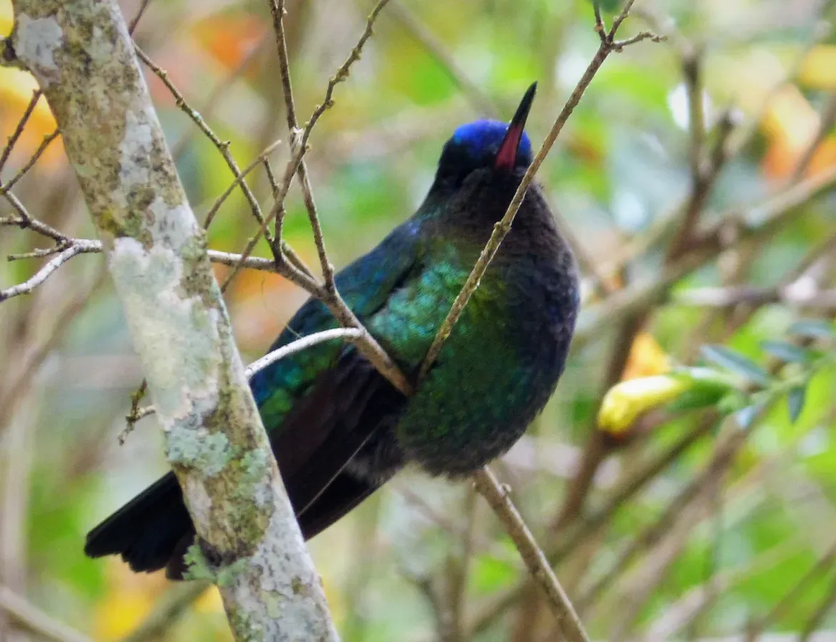 File:Violet-capped Hummingbird Goldmania violiceps - Flickr - gailhampshire (1).jpg