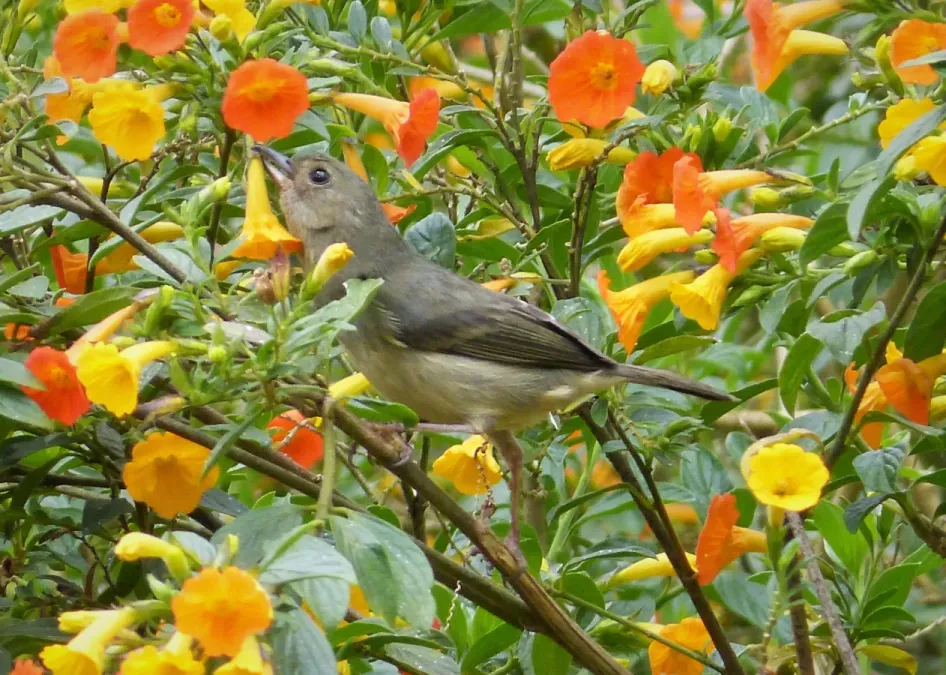 File:Slaty Flowerpiercer Diglossa plumbea female - Flickr - gailhampshire.jpg