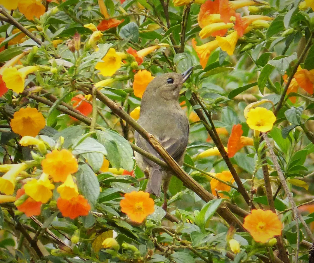 File:Slaty Flowerpiercer Diglossa plumbea female - Flickr - gailhampshire (1).jpg