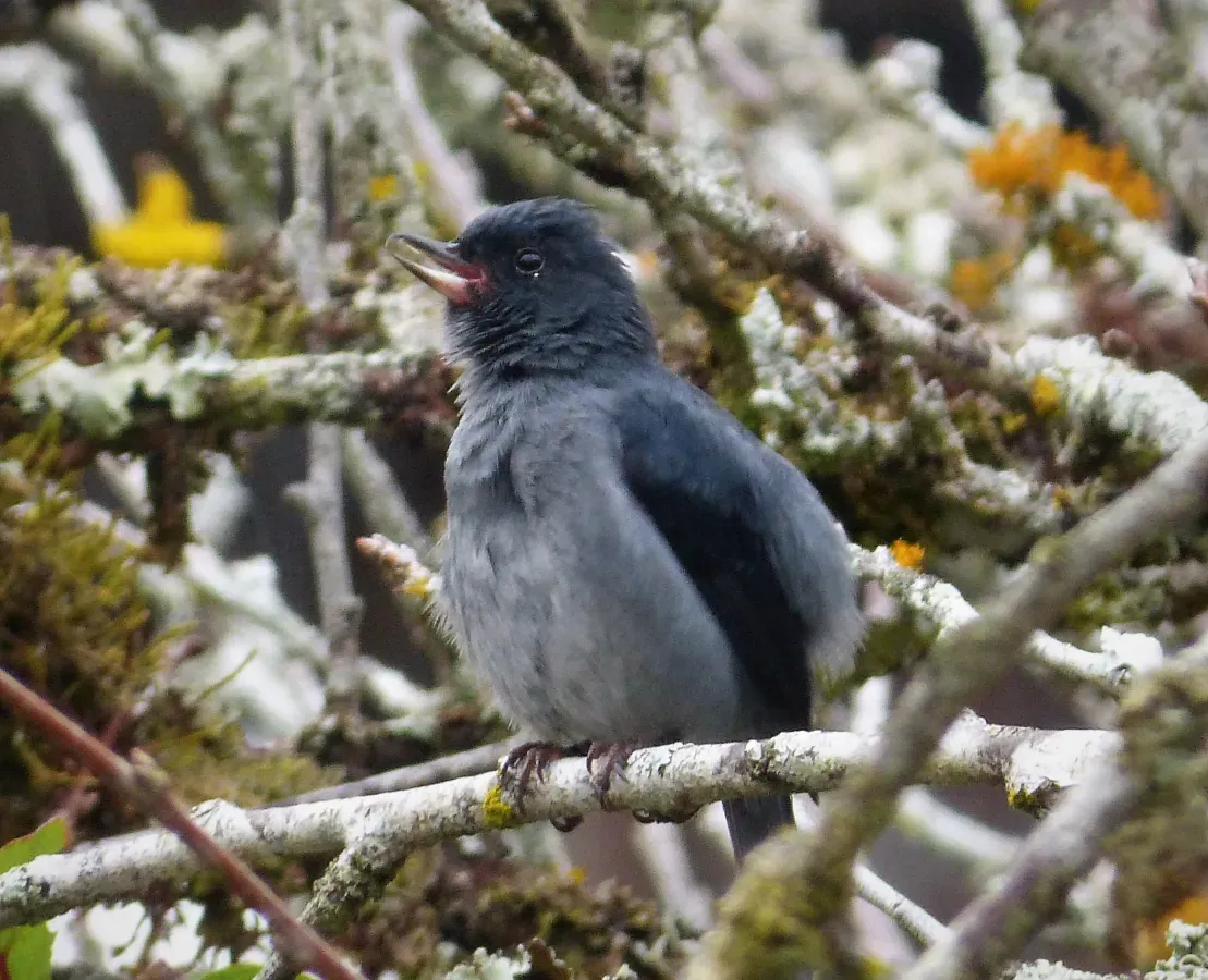 File:Slaty Flowerpiercer Diglossa plumbea male - Flickr - gailhampshire.jpg