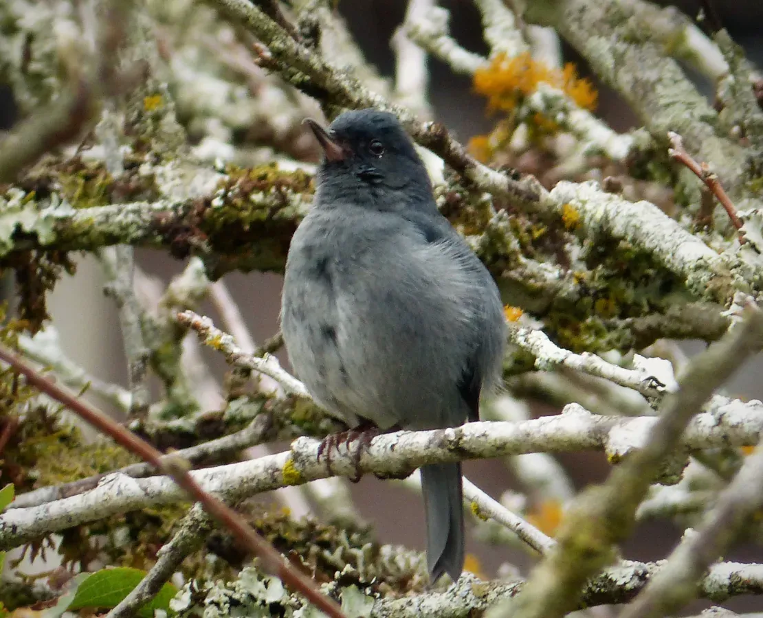 File:Slaty Flowerpiercer Diglossa plumbea male - Flickr - gailhampshire (1).jpg