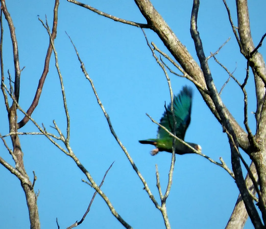 File:White-crowned Parrot Pionus senilis - Flickr - gailhampshire.jpg
