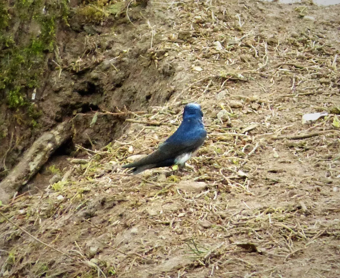 File:Blue-and-white Swallow Pygochelidon cyanoleuca - Flickr - gailhampshire (1).jpg