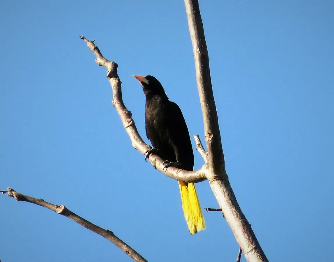 File:Crested Oropendola Psarocolius decumanus - Flickr - gailhampshire.jpg