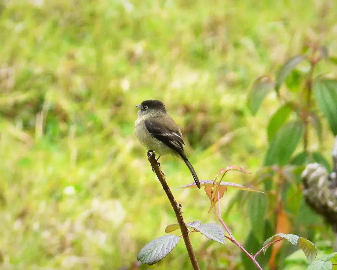 File:Black-capped Flycatcher Empidonax atriceps - Flickr - gailhampshire.jpg