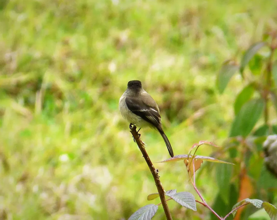 File:Black-capped Flycatcher Empidonax atriceps - Flickr - gailhampshire (1).jpg