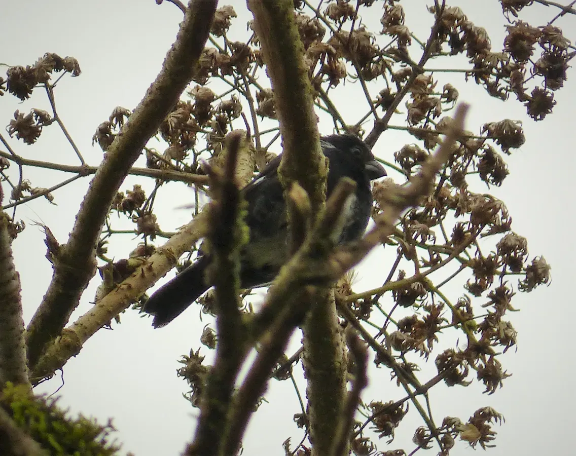File:Variable Seedeater Sporophila corvina male - Flickr - gailhampshire.jpg