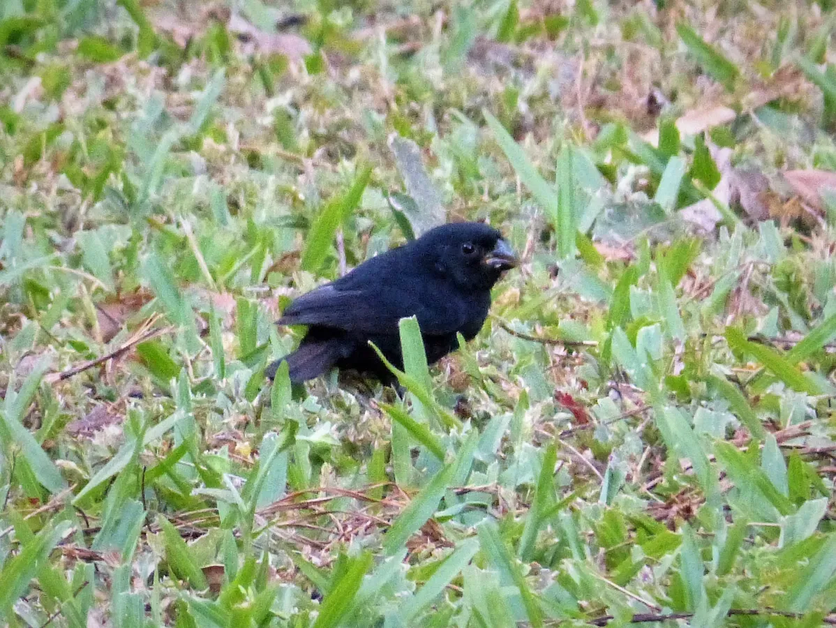 File:Thick-billed Seed-Finch Sporophila funerea - Flickr - gailhampshire.jpg