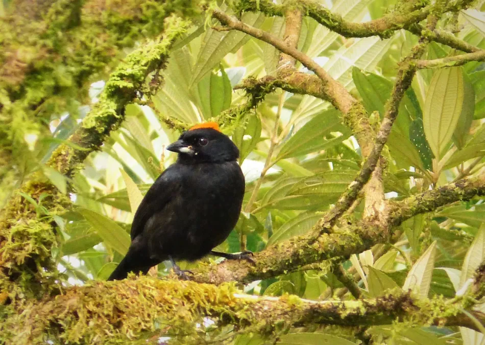 File:Tawny-crested Tanager Tachyphonus delatrii male - Flickr - gailhampshire.jpg