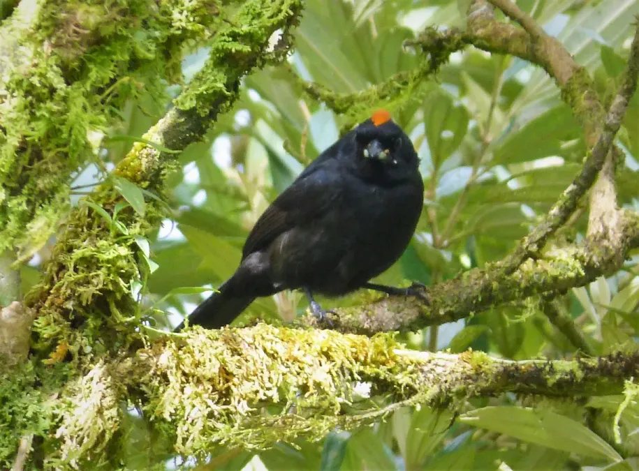 File:Tawny-crested Tanager Tachyphonus delatrii male - Flickr - gailhampshire (1).jpg