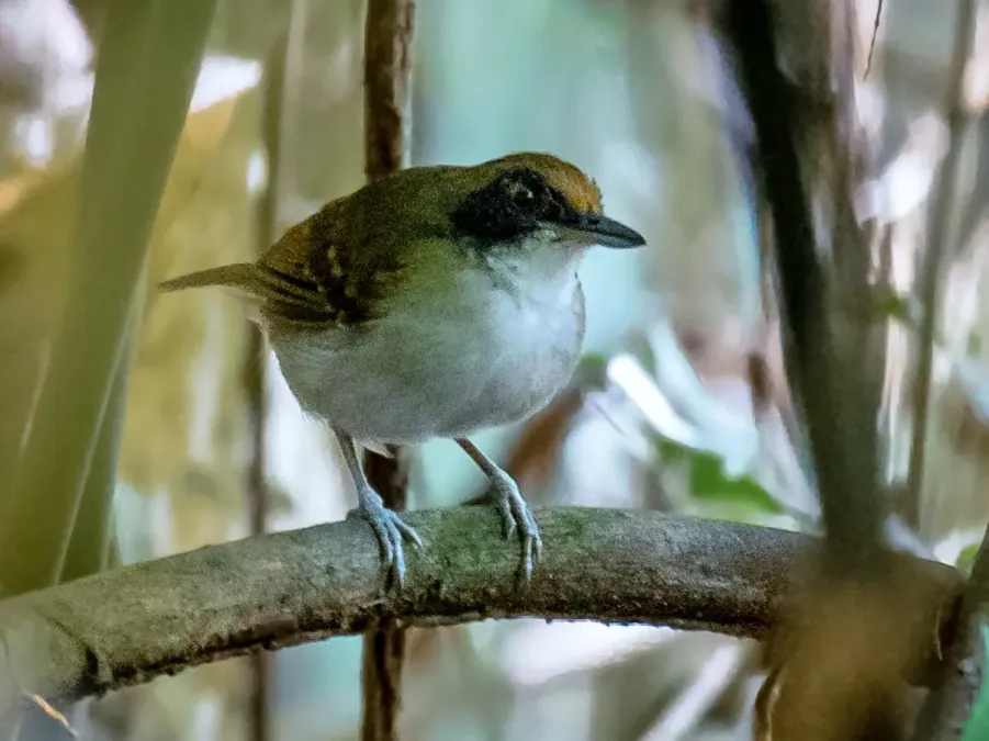 File:Myrmoborus lugubris stictopterus - Ash-breasted Antbird (female); Anavilhanas islands, Novo Airão; Amazonas, Brazil.jpg