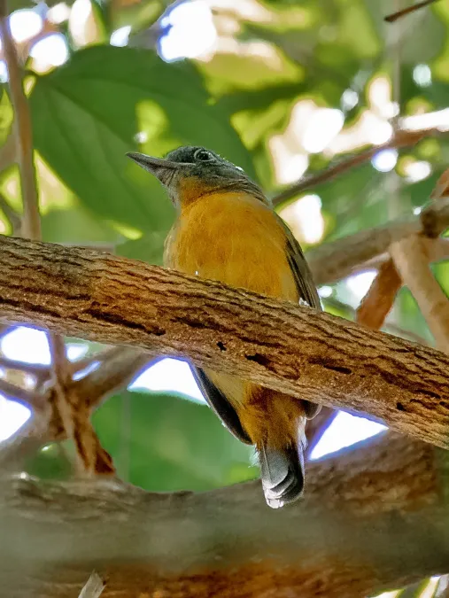 File:Thamnophilus nigrocinereus - Blackish-grey Antshrike (female); Anavilhanas islands, Novo Airão, Amazonas, Brazil.jpg