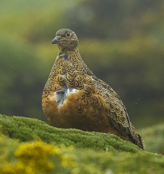 File:Rufous-bellied Seedsnipe (Attagis gayi) - Papallacta - Ecuador.jpg
