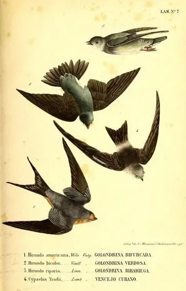 File:Hirundo rustica Tachycineta bicolor Riparia riparia Tachornis phoenicobia iradii.jpg