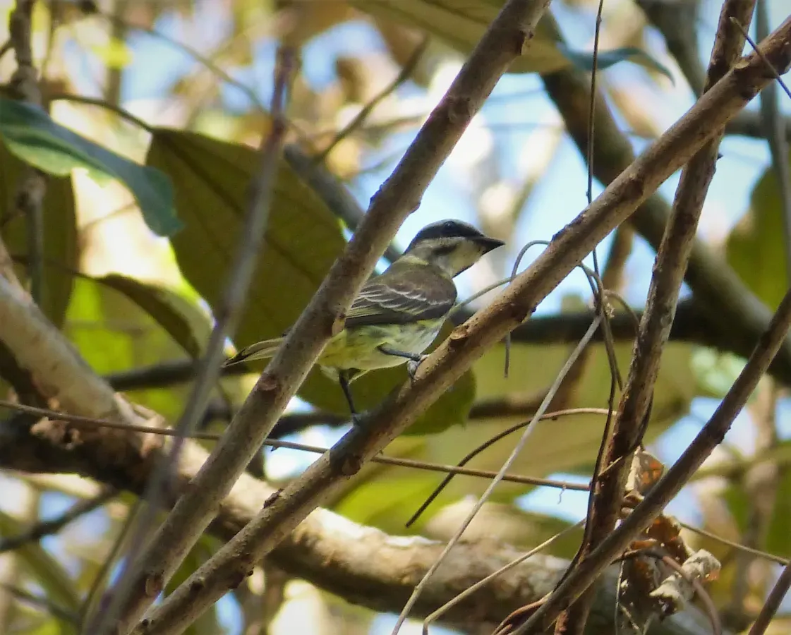 File:Piratic Flycatcher Legatus leucophaius - Flickr - gailhampshire.jpg