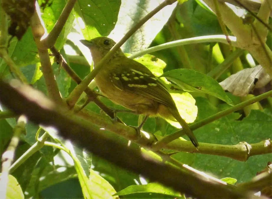 File:Checker-throated Antwren Epinecrophylla fulviventris - Flickr - gailhampshire.jpg
