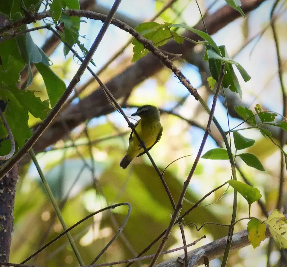 File:Brown-capped Tyrannulet Ornithion brunneicapillus - Flickr - gailhampshire.jpg