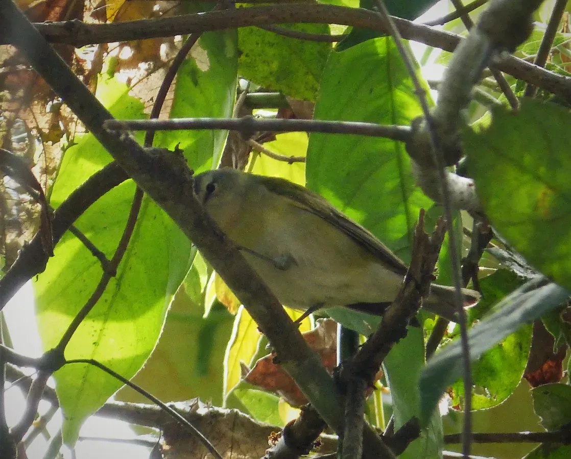 File:Forest Elaenia Myiopagis gaimardii - Flickr - gailhampshire.jpg