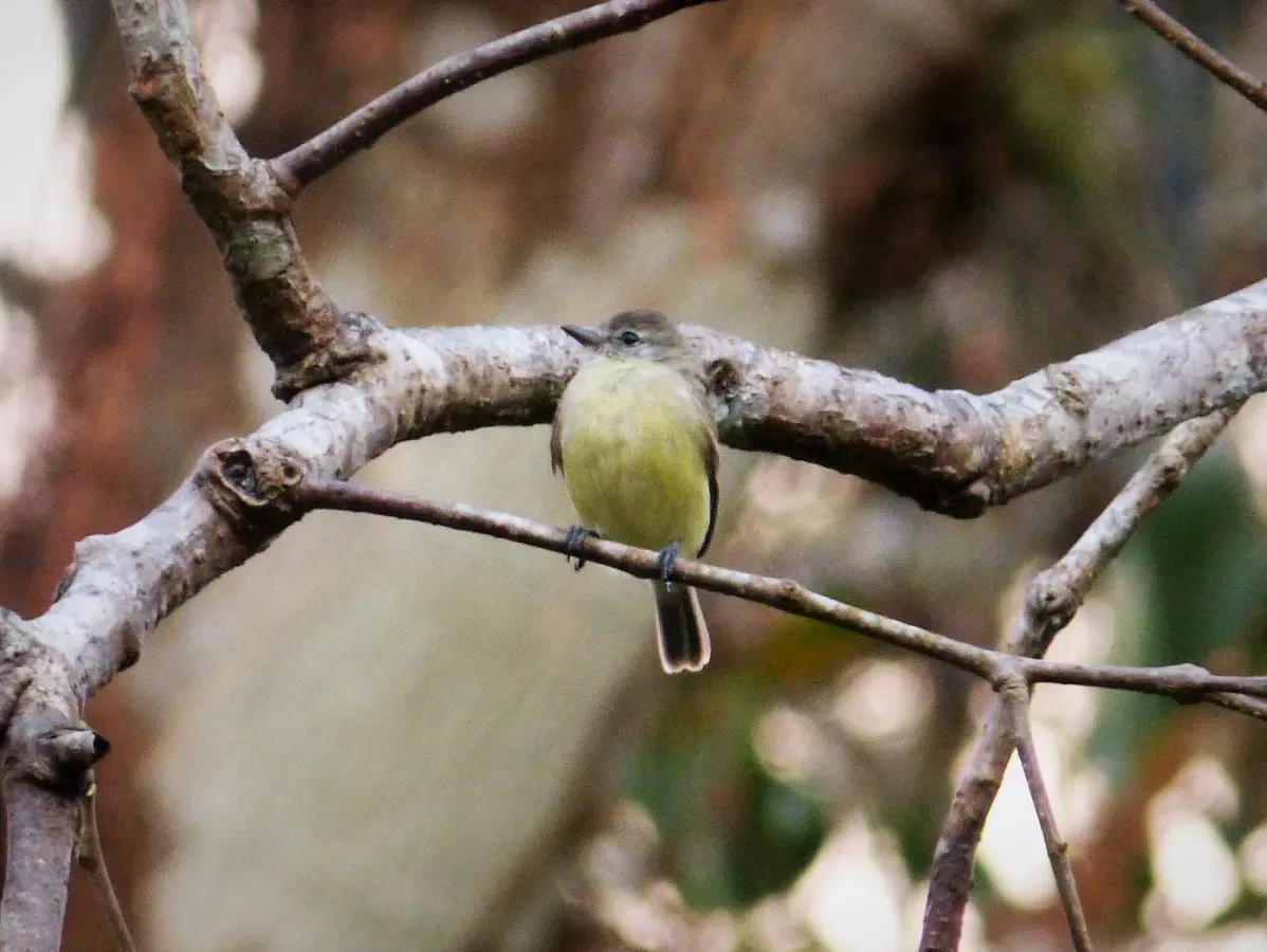 File:Sepia-capped Flycatcher Leptopogon amaurocephalus - Flickr - gailhampshire.jpg