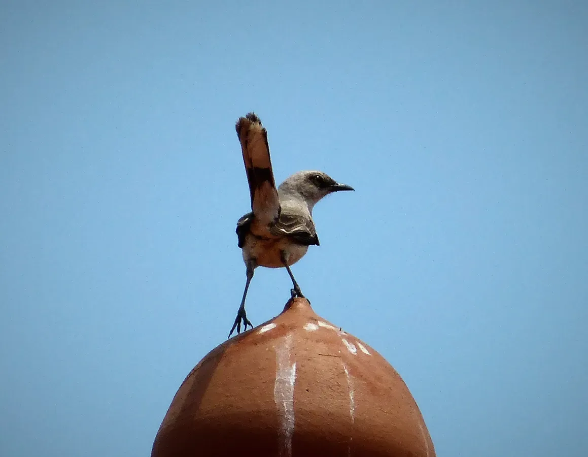 File:Tropical Mockingbird. Mimus gilvus - Flickr - gailhampshire.jpg