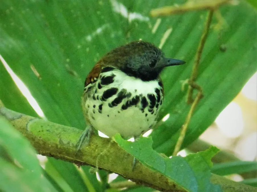 File:Spotted Antbird. Hylophylax naevioides - Flickr - gailhampshire (1).jpg