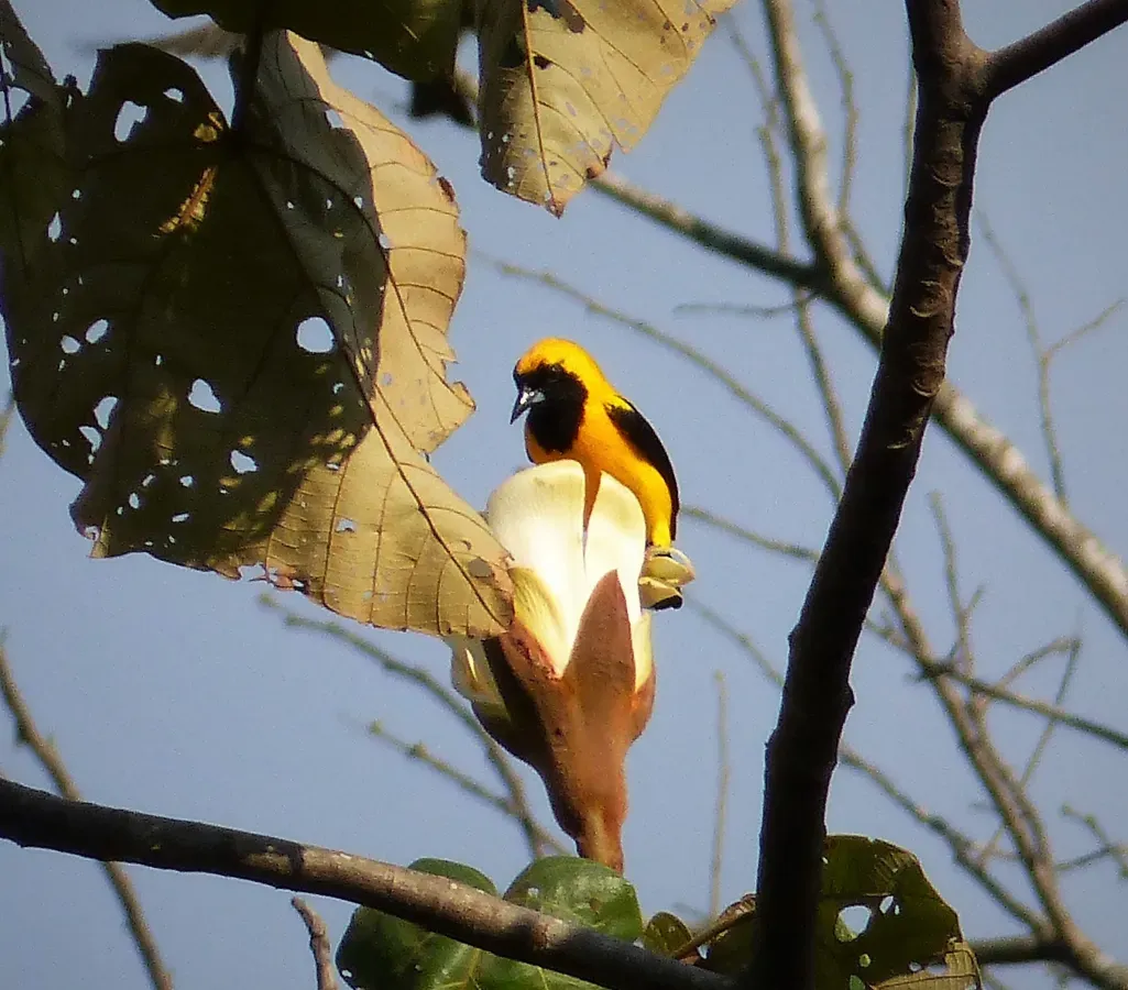 File:Yellow-backed Oriole. Icterus chrysater - Flickr - gailhampshire.jpg