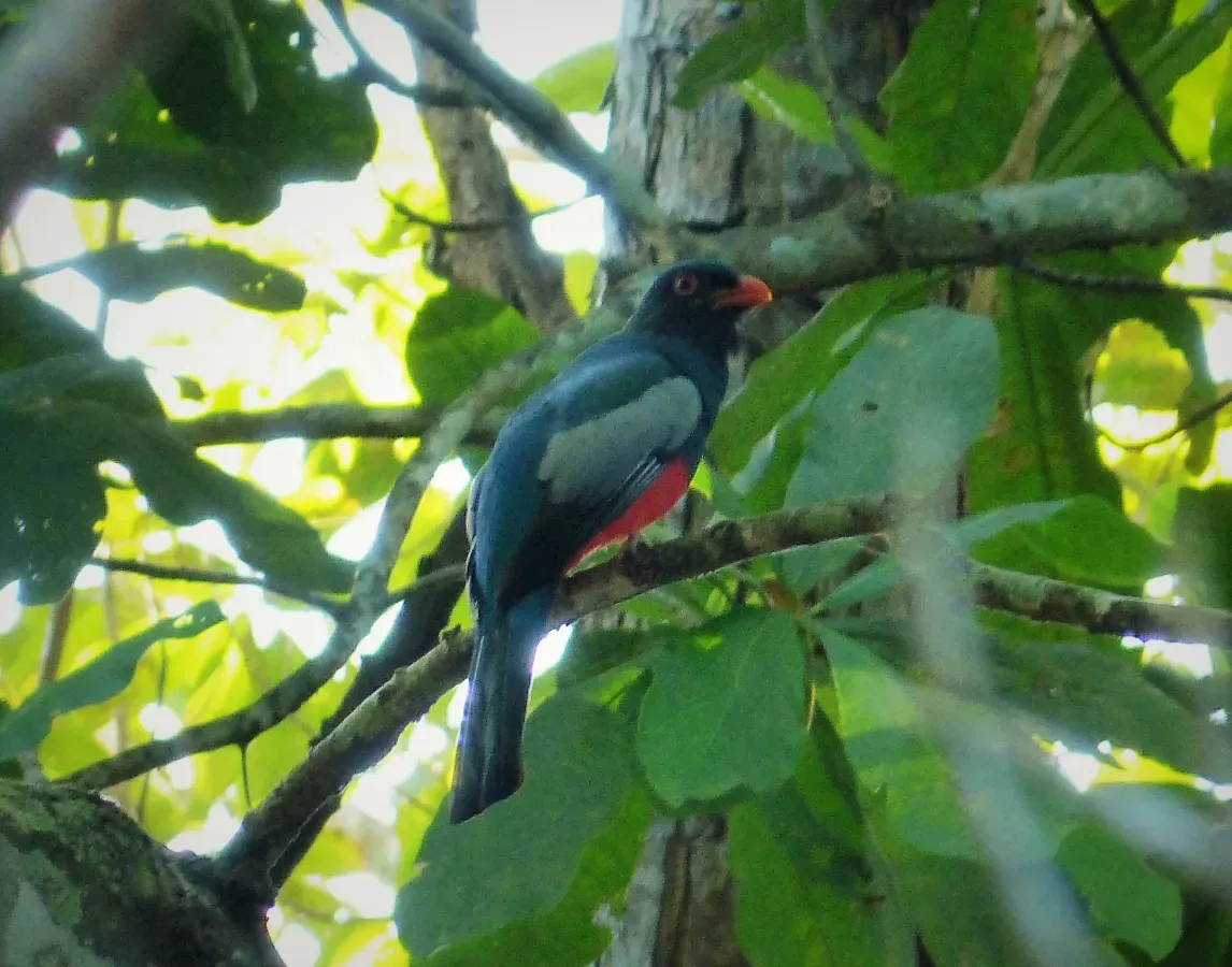 File:Slaty-tailed Trogon. Trogon massena - Flickr - gailhampshire.jpg
