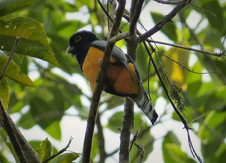File:Gartered Trogon (Trogon caligatus), Soberania, Panama (3).jpg