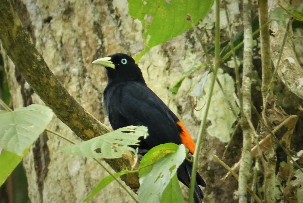 File:Red-rumped Cacique. Cacicus haemorrhous - Flickr - gailhampshire.jpg