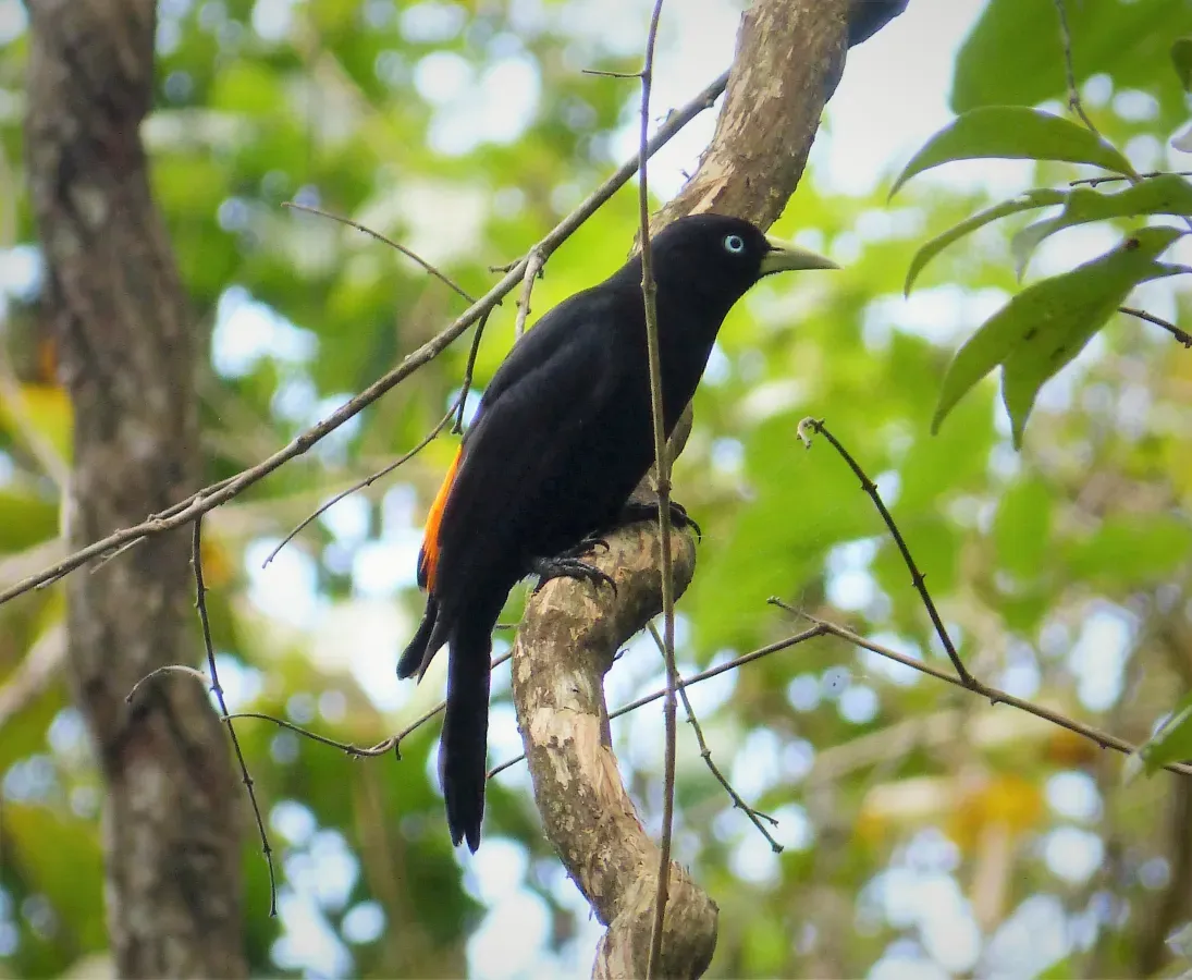 File:Red-rumped Cacique. Cacicus haemorrhous - Flickr - gailhampshire (1).jpg