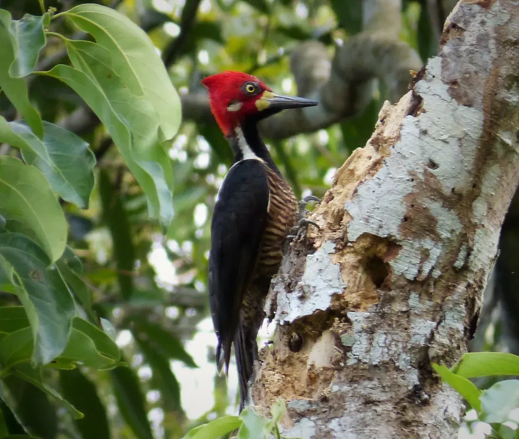 File:Crimson-crested Woodpecker. Campephilus melanoleucos - Flickr - gailhampshire.jpg