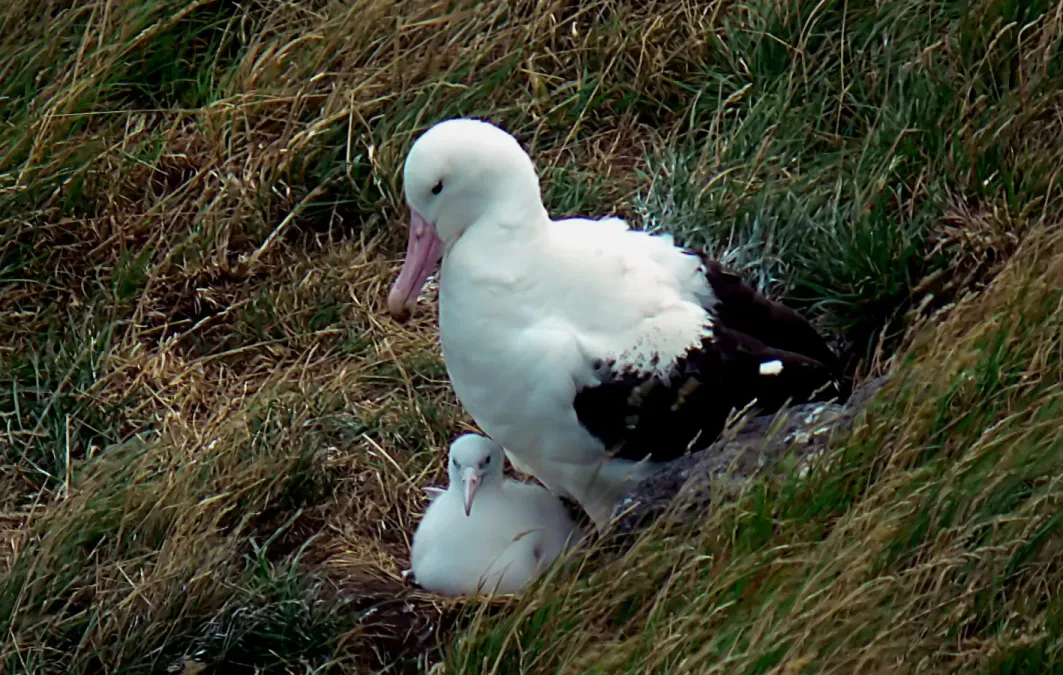 File:The northern royal albatross. (Diomedea sanfordi) (10218804314).jpg