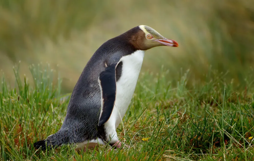 File:Yellow Eyed Penguin. (Megadyptes antipodes) (9868019174).jpg